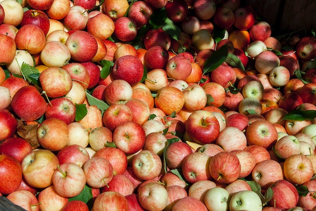 apple farming guide