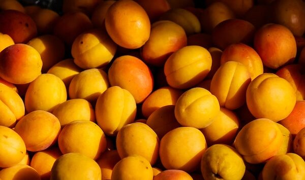 peach farming guide step by step