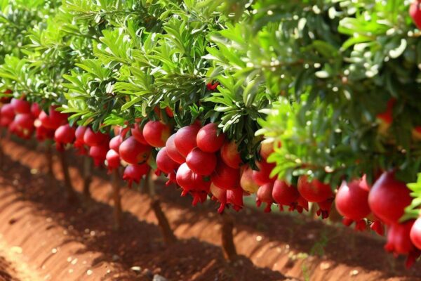 pomegranate farming