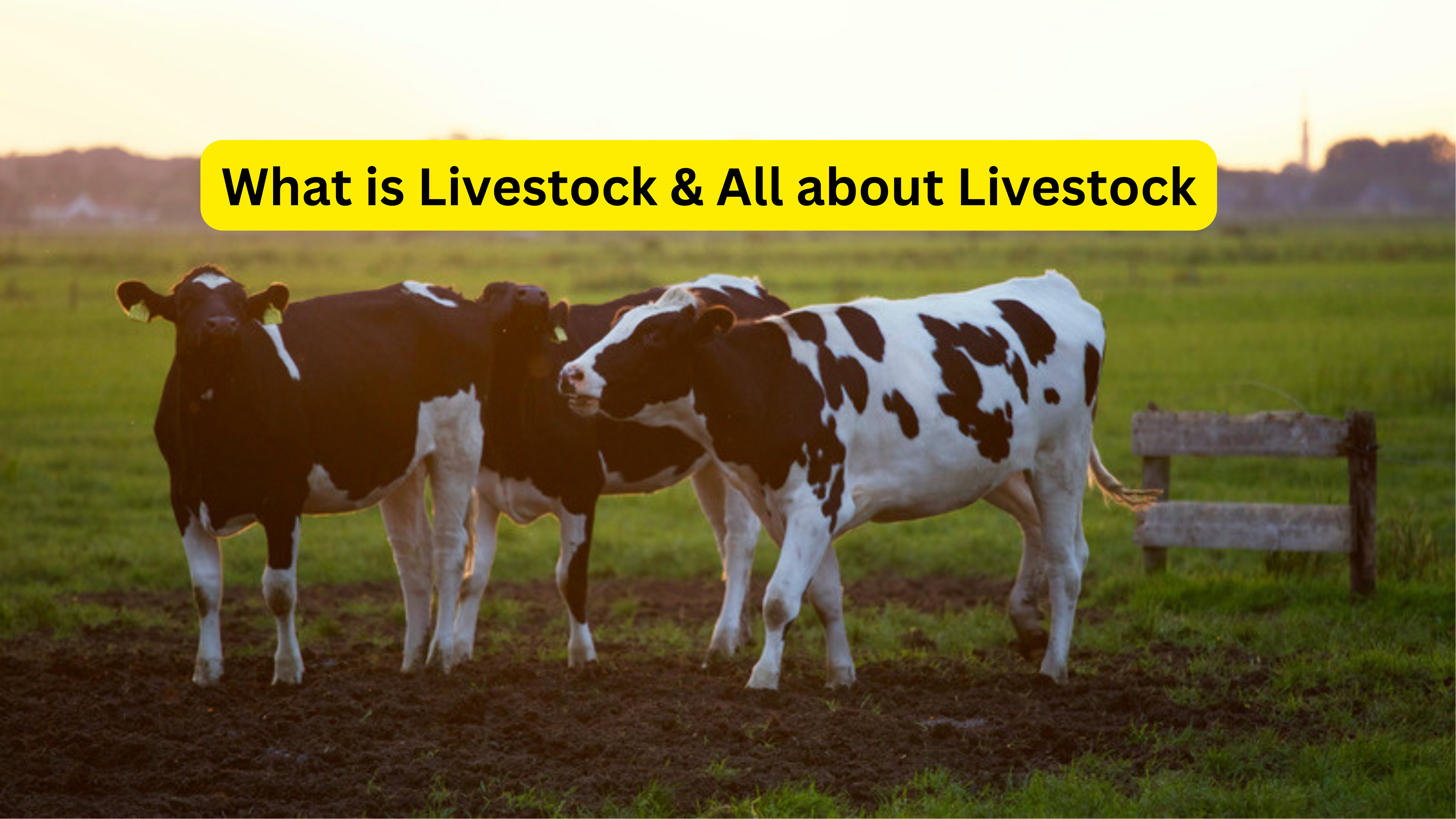 what is livestock