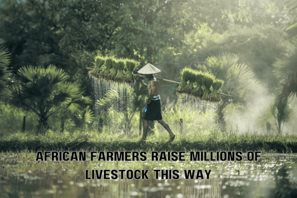 African Farmers Raise Millions Of Livestock