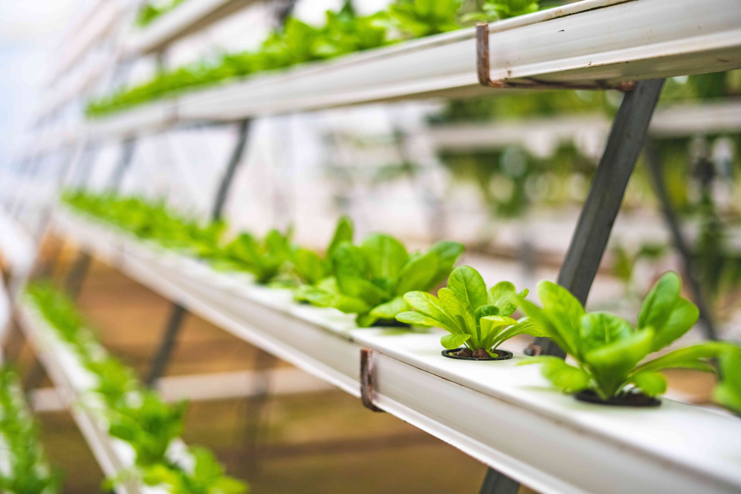How to build a cheap hydroponic system