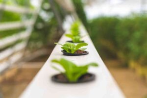 How to build a cheap hydroponic system