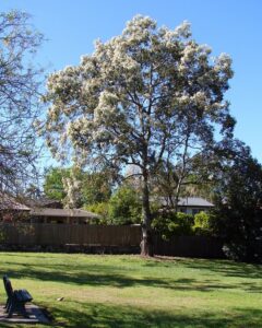 Corymbia torelliana: An Exquisite Flowering Tree