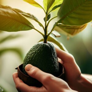 Avocado Tree Care