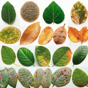 Types of Plant Diseases