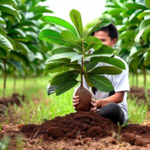 Planting White Sapote Trees